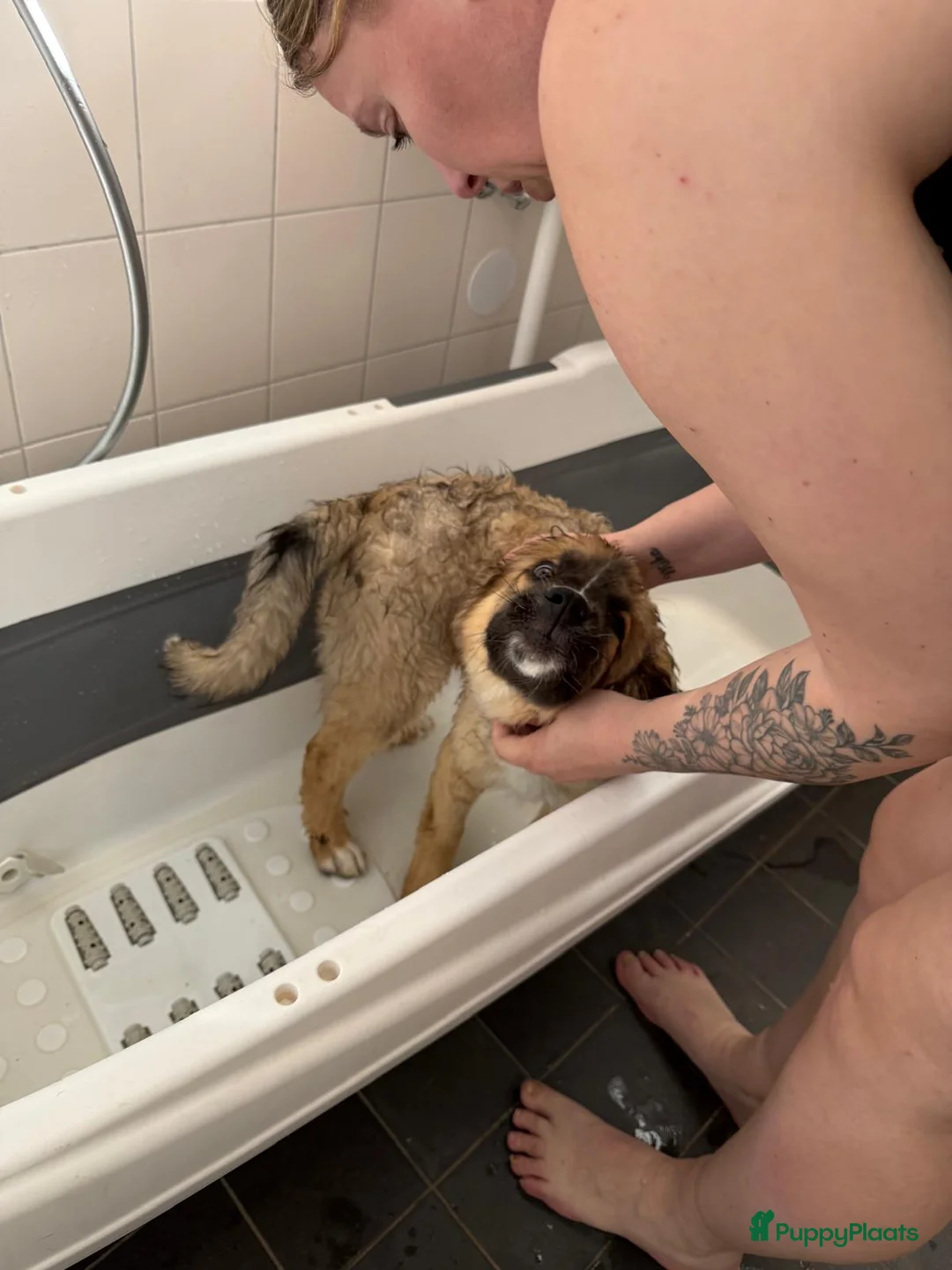 Kruising honden te koop: Kiara zoekt nieuwe huis in Wateringen - Advertentie 6