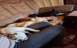 Franse Bulldog honden te koop: Franse bulldog raszuiver FCI (uitgebreid getest)  - Advertentie 19