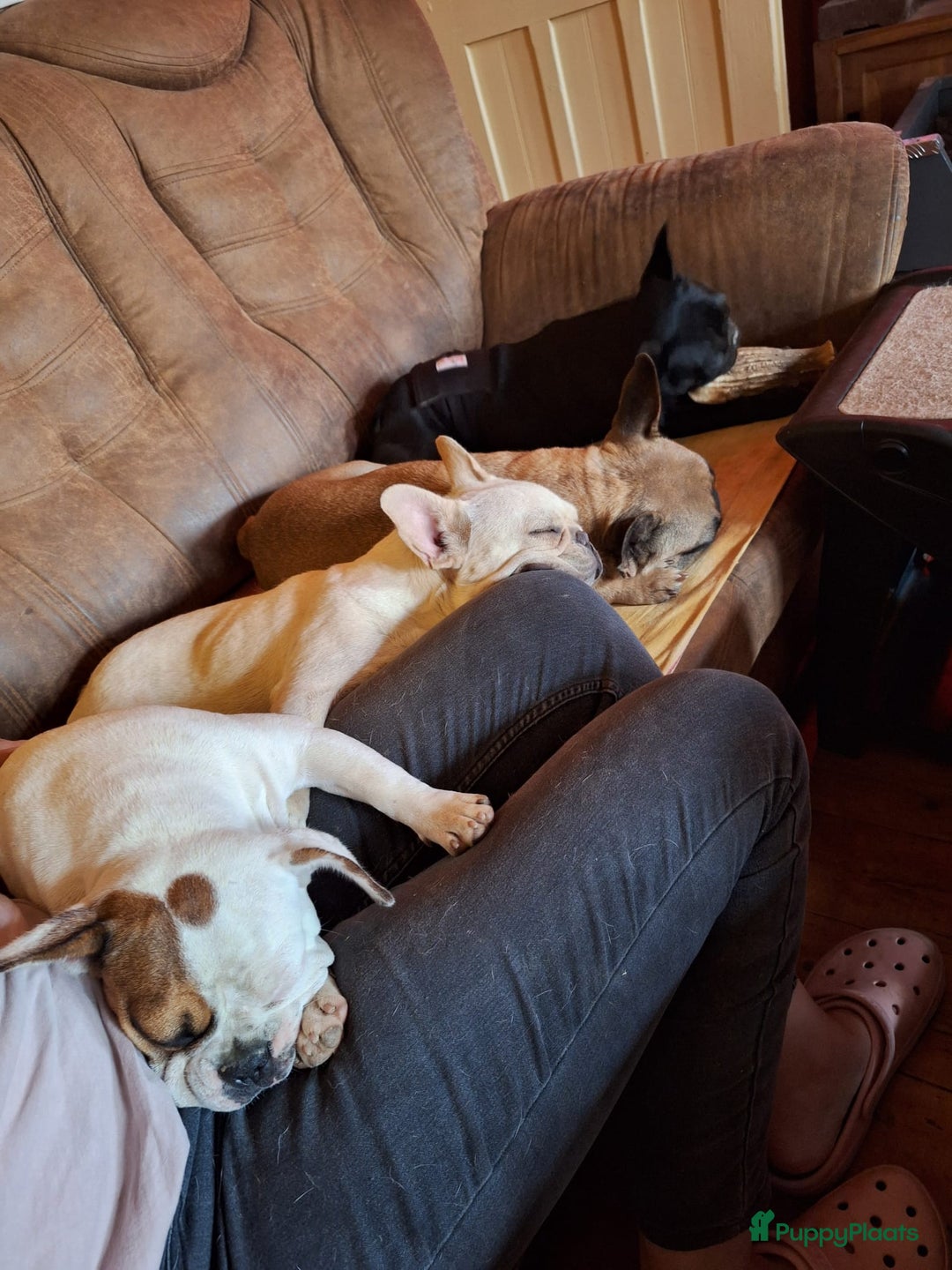 Franse Bulldog honden te koop: Franse bulldog raszuiver FCI (uitgebreid getest)  - Advertentie 19