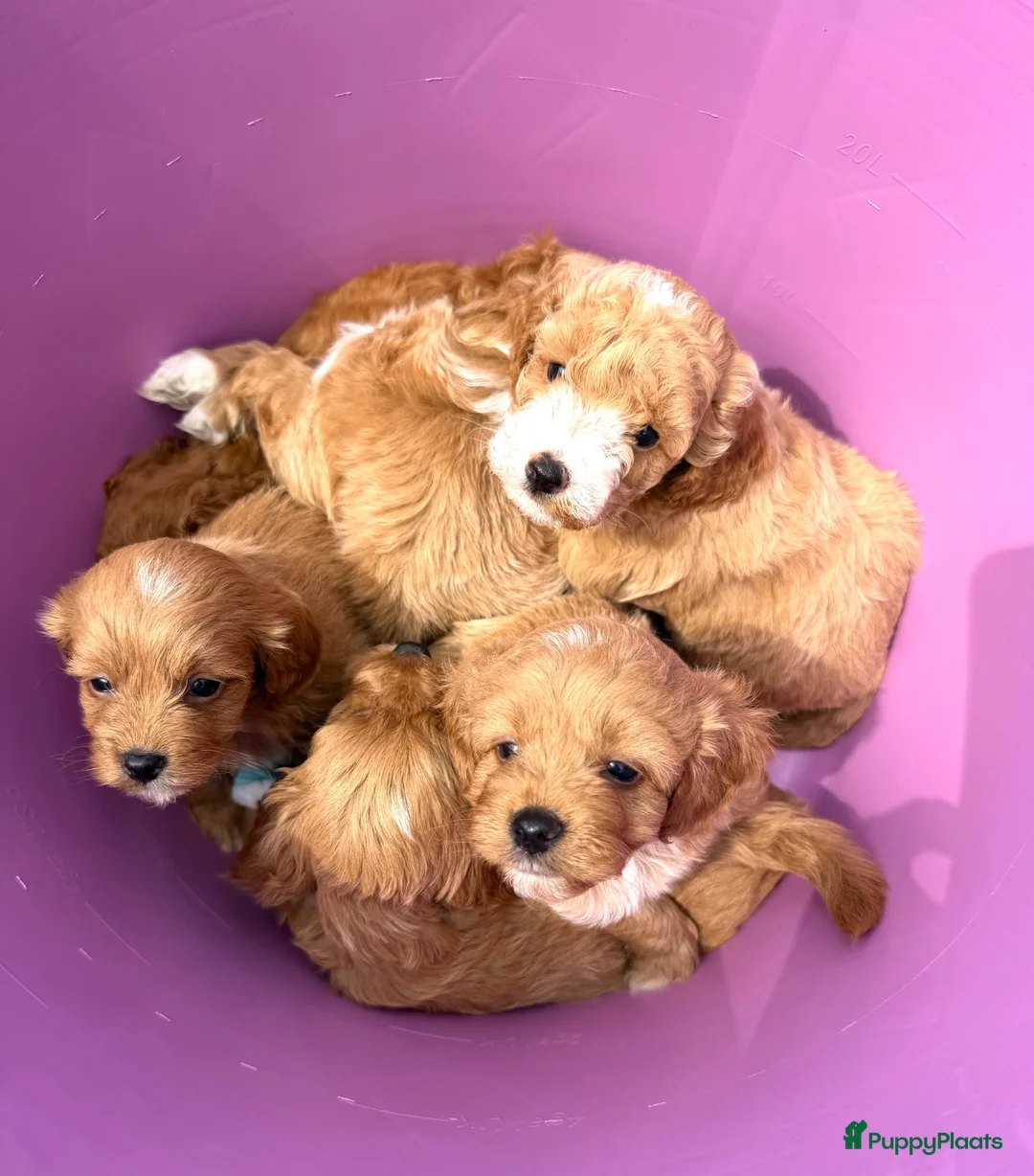 Maltipoo honden te koop: Te reserveren prachtige Maltipoo bij ons geboren  - Advertentie 29