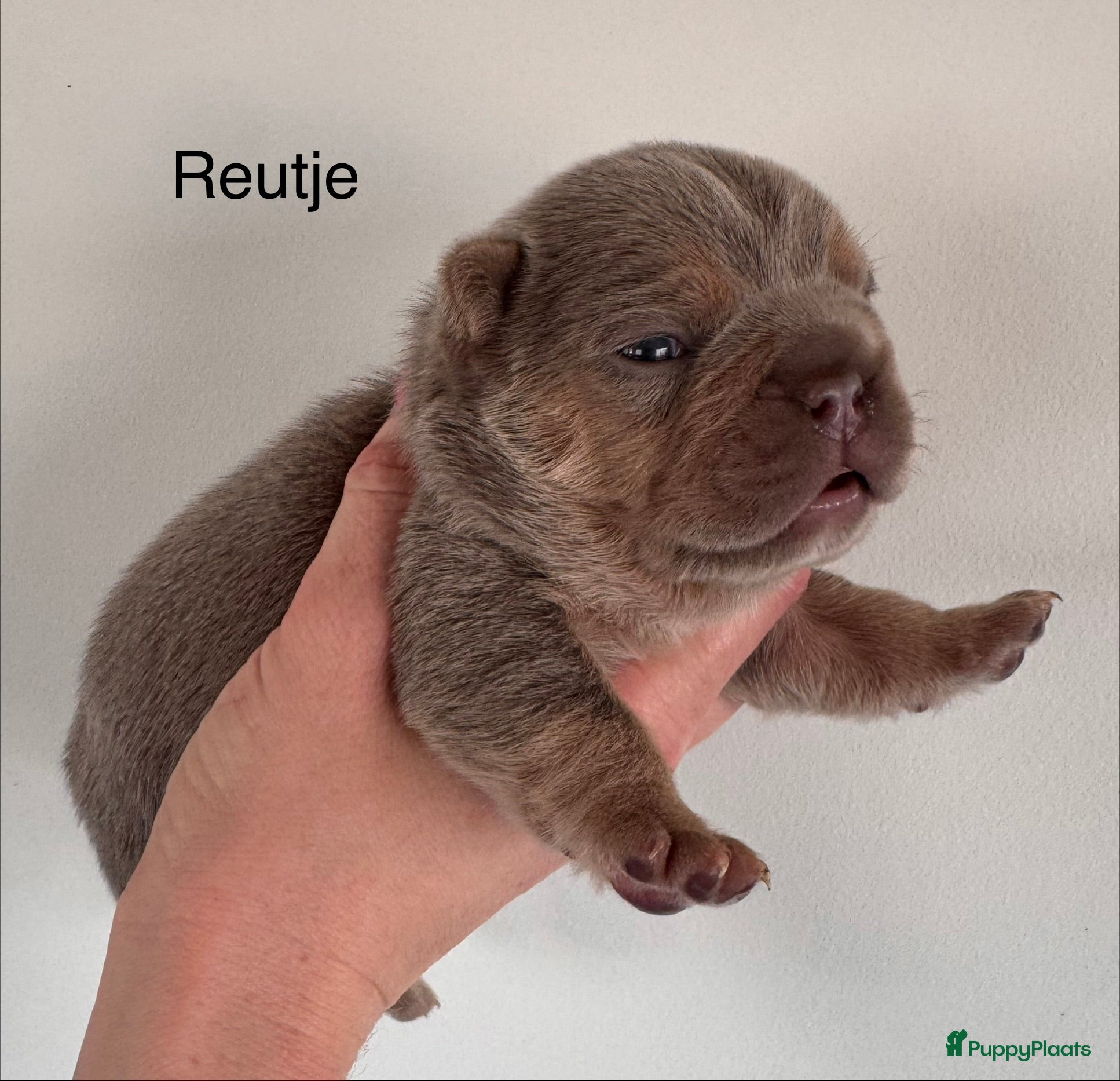 Franse Bulldog honden Prachtig Isabella cherrytan Franse bulldog pups - Advertentie 6