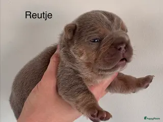 Franse Bulldog honden Prachtig Isabella cherrytan Franse bulldog pups - Advertentie 6