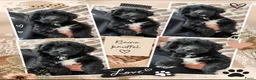Kruising honden te koop: Doodle pupjes  - Advertentie 11