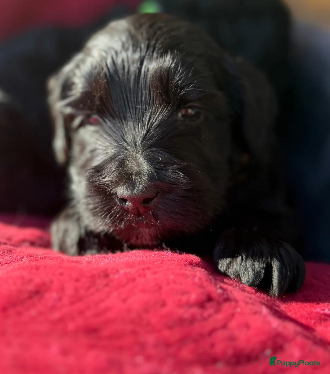 Australian Labradoodle honden te koop: Prachtige gitzwarte Cobber/Australian Labradoodle  - Advertentie 2