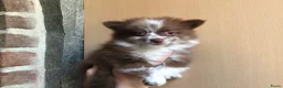 Pomchi honden te koop: Pomchi pups te koop - Advertentie 7