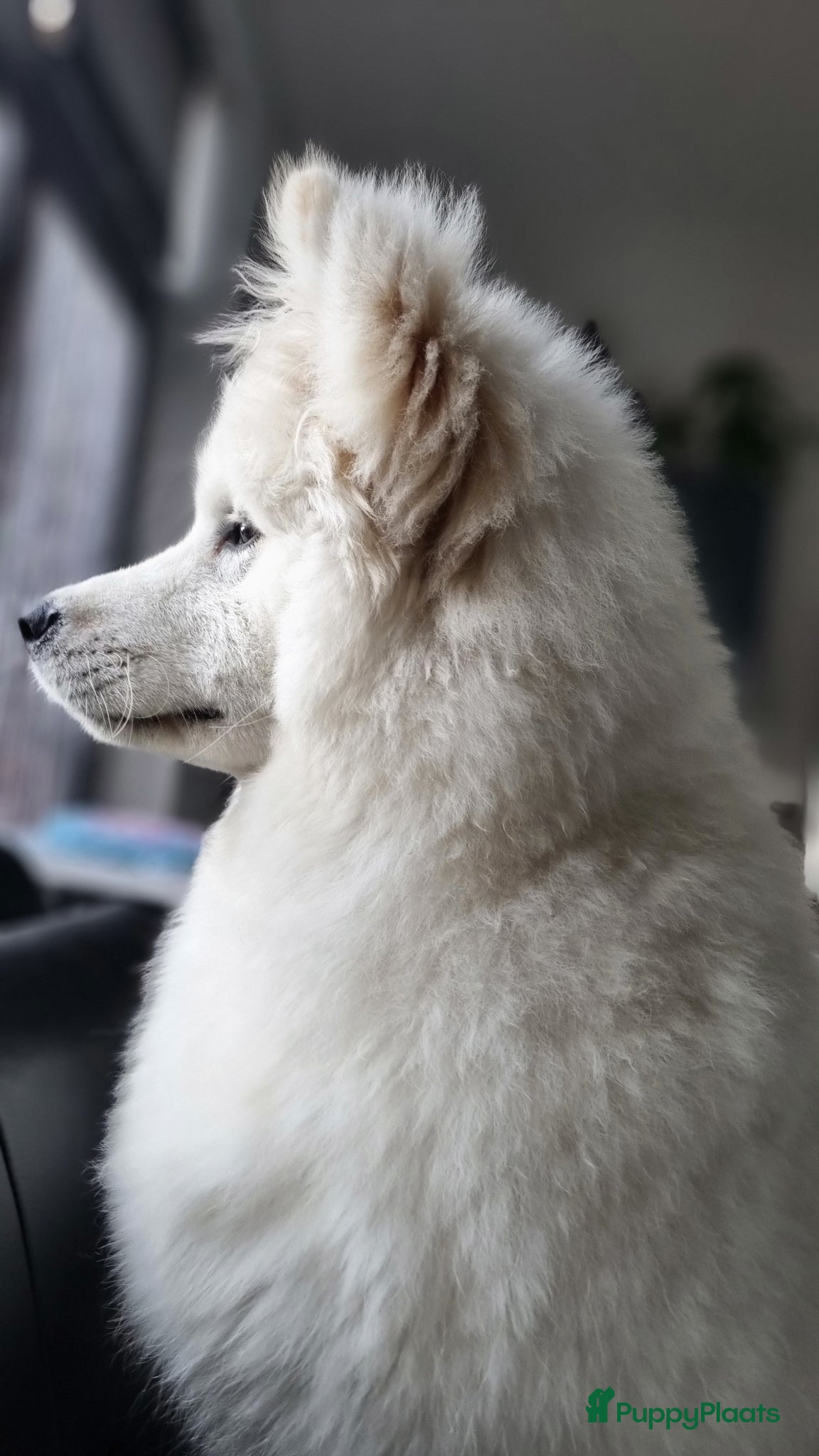 Samojeed honden Samojeed puppys zoeken hun gouden mandje 🐾 - Advertentie 2