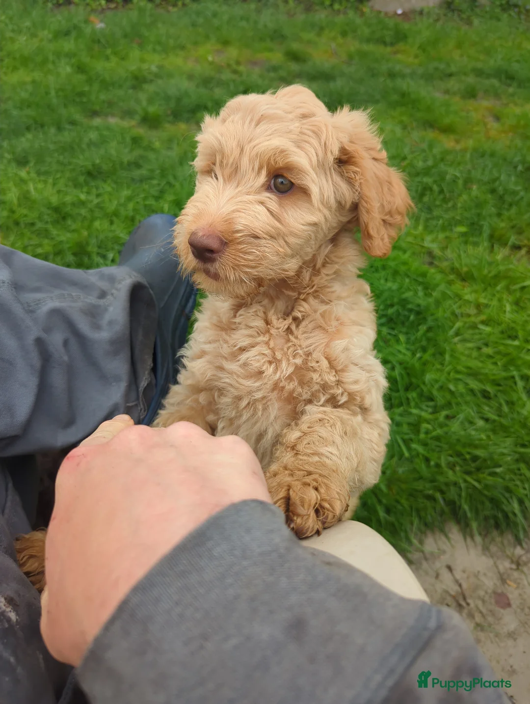 Australian Labradoodle honden te koop: Aust. Labradoodle – sociaal&hypoallergeen - Advertentie 24