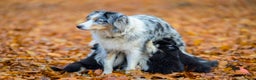 Australian Shepherd honden te koop: Miniature American Shepherd - Advertentie 1