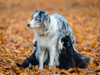 Australian Shepherd honden Miniature American Shepherd - Advertentie 7
