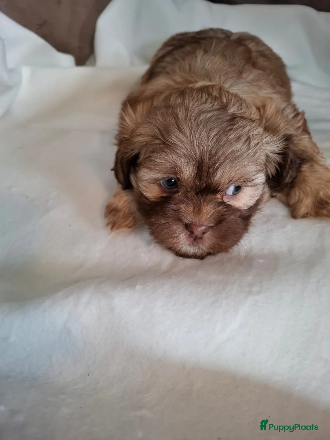 Kruising honden te koop: Mooi nestje boomerpups  - Advertentie 7