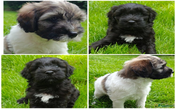 Tibetaanse Terriër honden - Advertentie 1