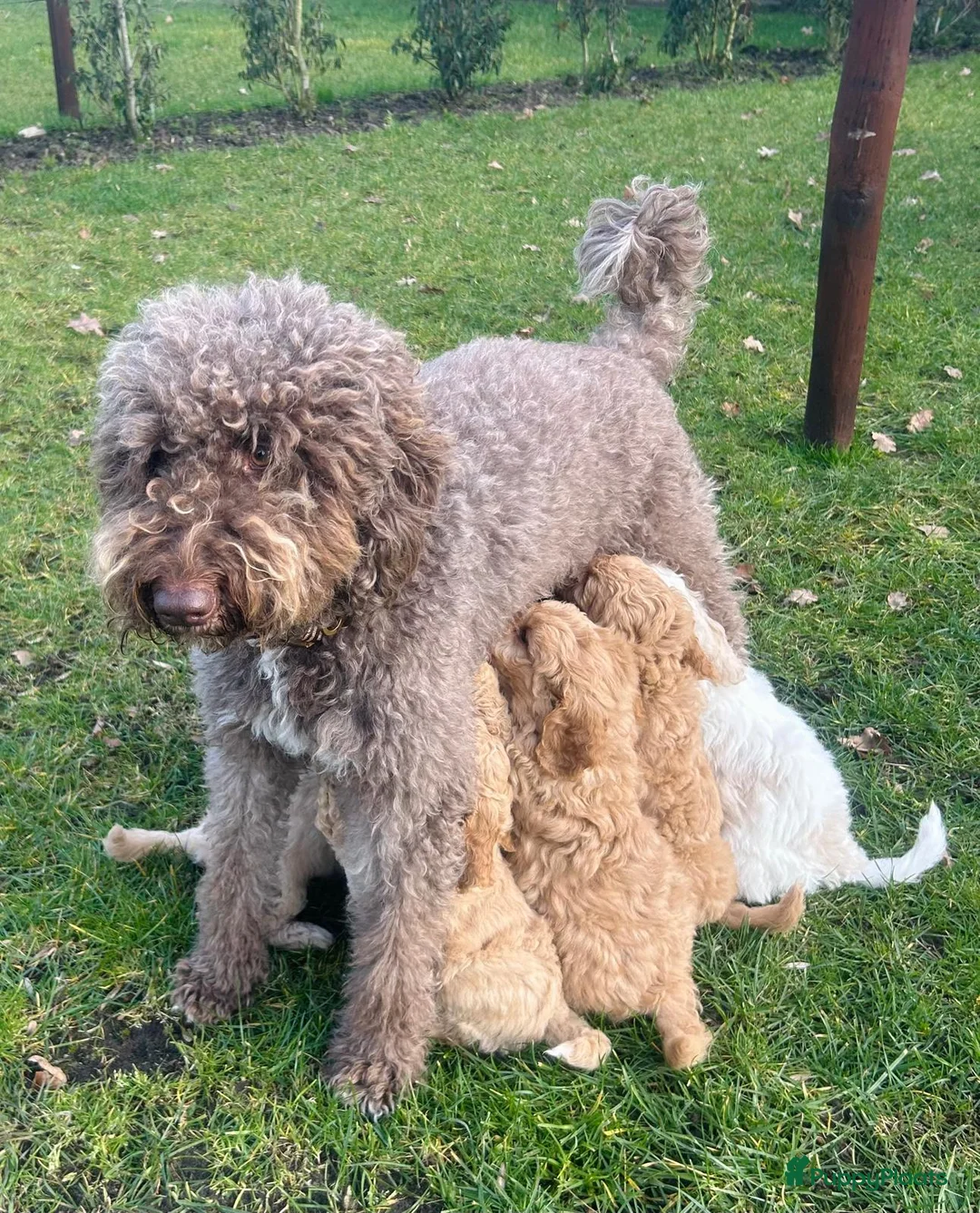 Labradoodle honden te koop: Labradoodle puppy's - Advertentie 10
