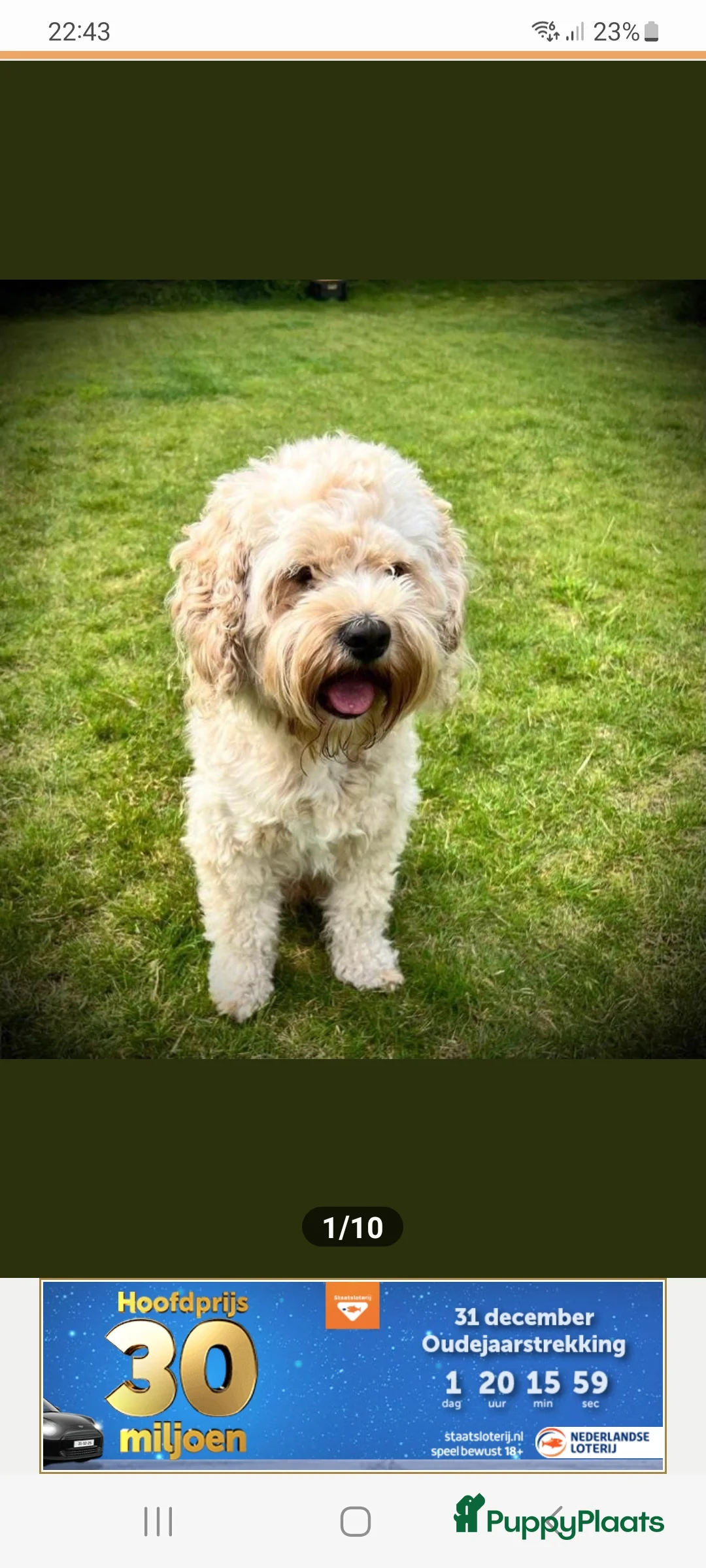 Cockapoo honden te koop: Cockapoo pups - Advertentie 3