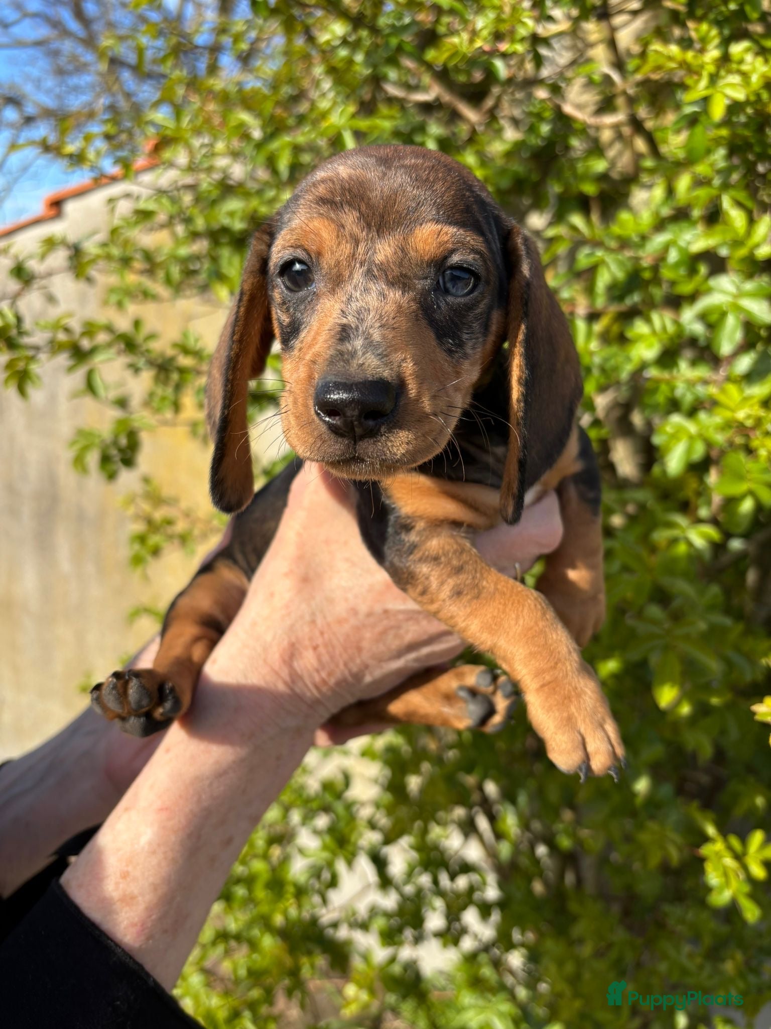 Ruwhaar Teckel honden Prachtige ruwhaar dwergteckels te koop - Advertentie 2