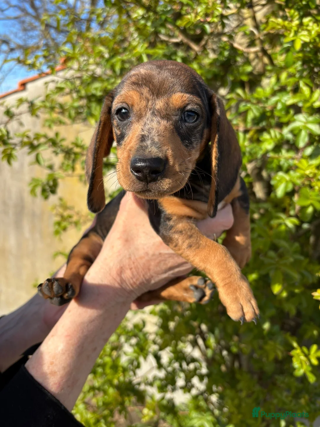 Ruwhaar Teckel honden te koop: Prachtige ruwhaar dwergteckels te koop in Loosbroek - Advertentie 2