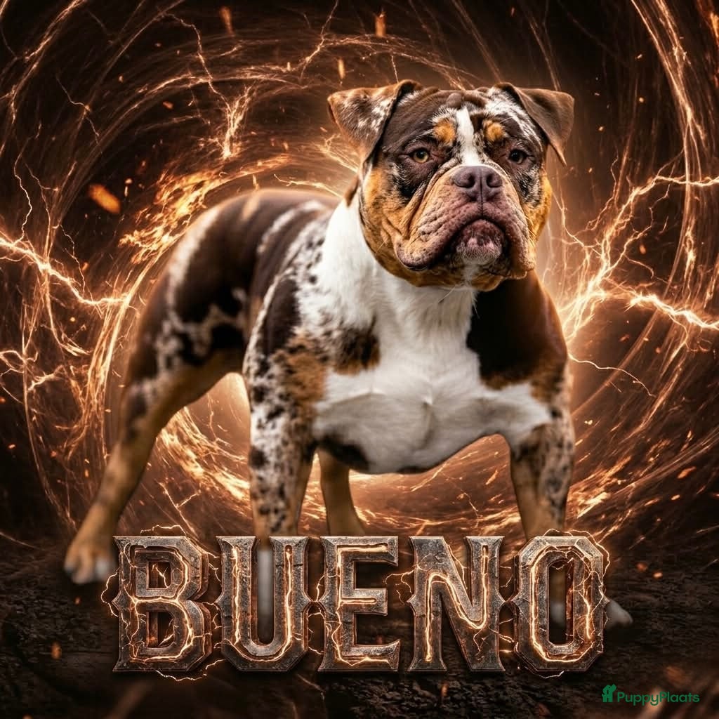 Amerikaanse Bully honden ter dekking: American Bully dekreu (getest) - Advertentie 2