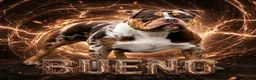 Amerikaanse Bully honden ter dekking: American Bully dekreu (getest) - Advertentie 1