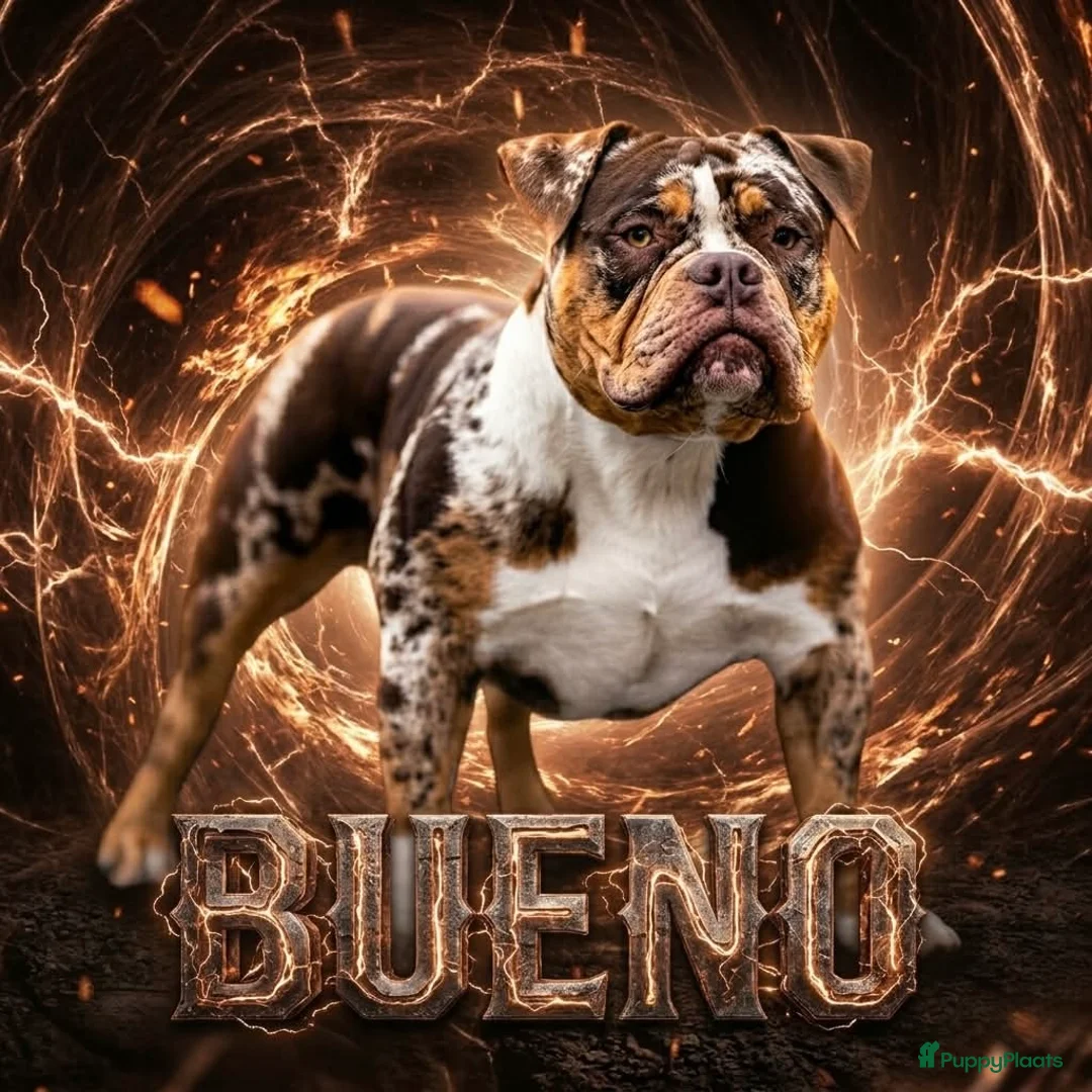 Amerikaanse Bully honden ter dekking: American Bully dekreu (getest) - Advertentie 1