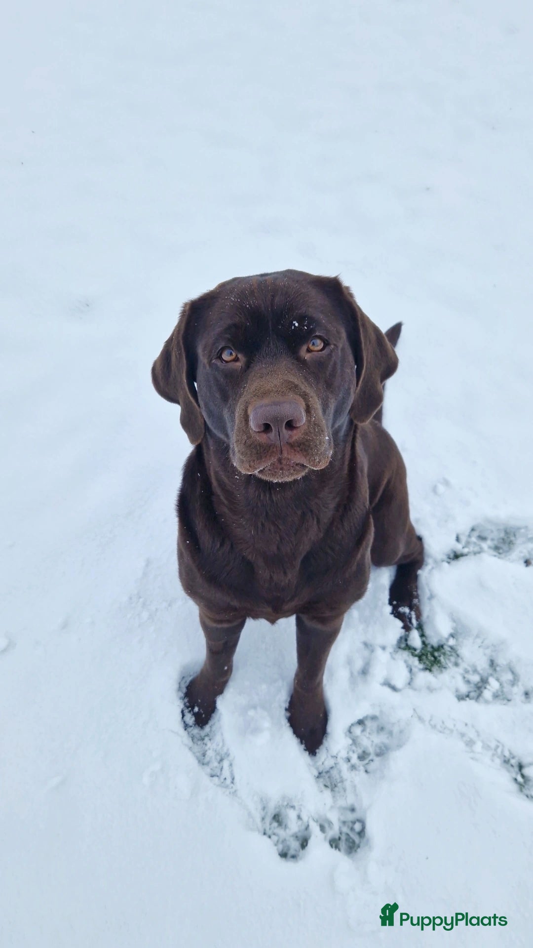 Labrador Retriever honden Bruine labrador pups verwacht 🐾 - Advertentie 2
