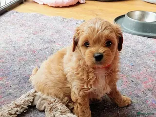 Shihpoo honden Shihpoo pups - Advertentie 1