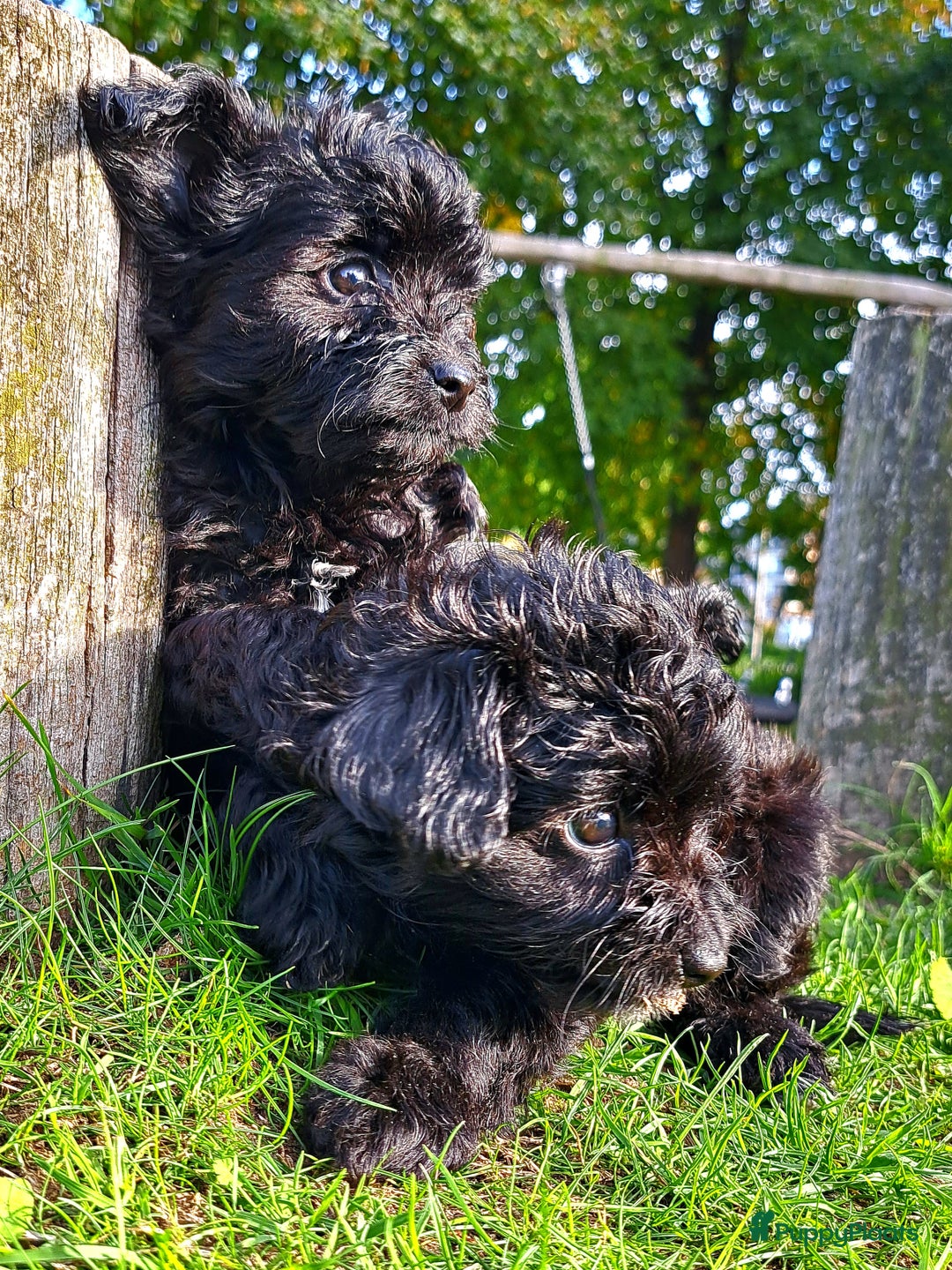 Kruising honden te koop: Laatste teefje: Orginele Amerikaanse Toy Papipoo  - Advertentie 5