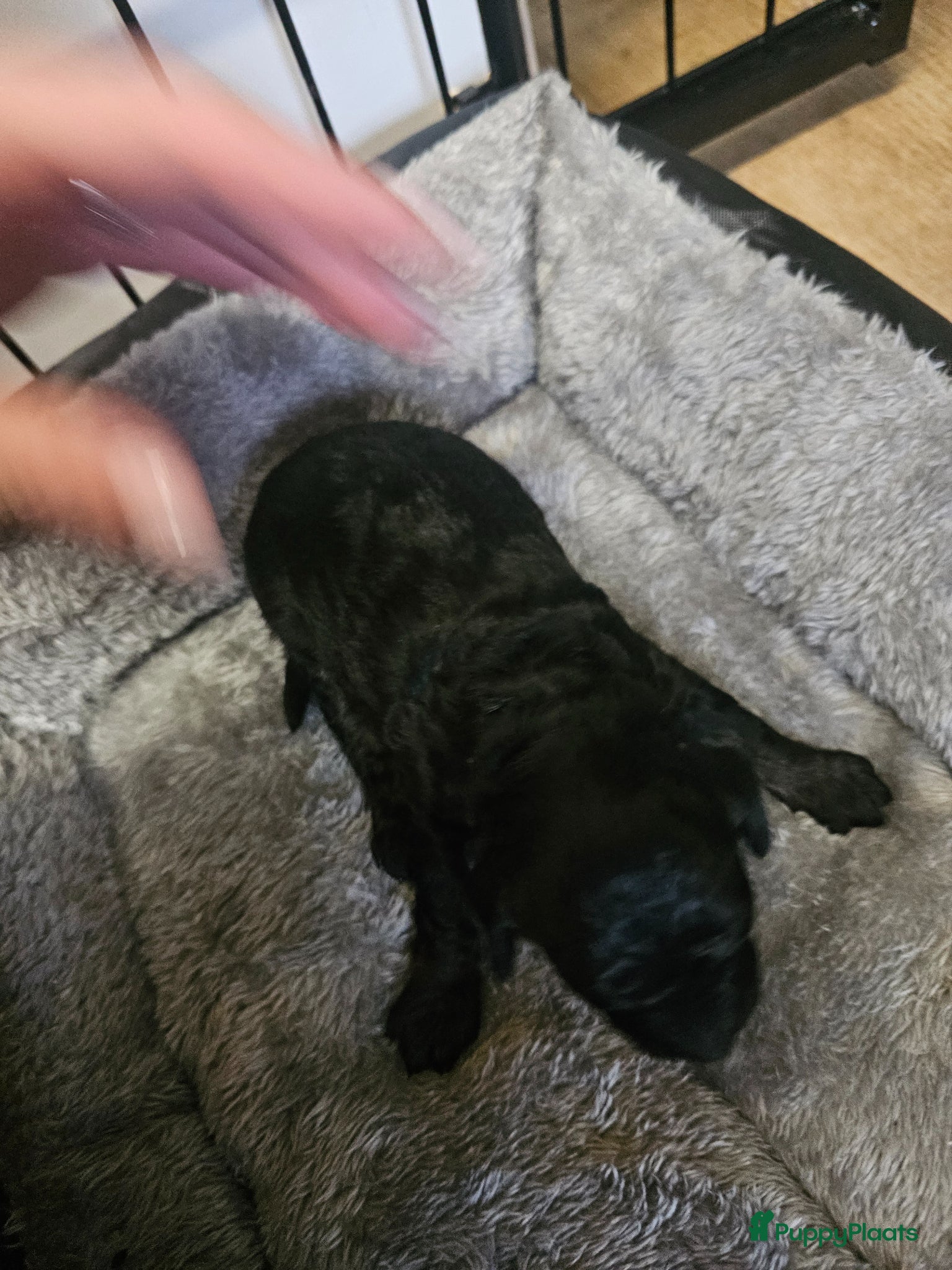 Poedel Toy honden te koop: Knappe toy poedel pups - Advertentie 5