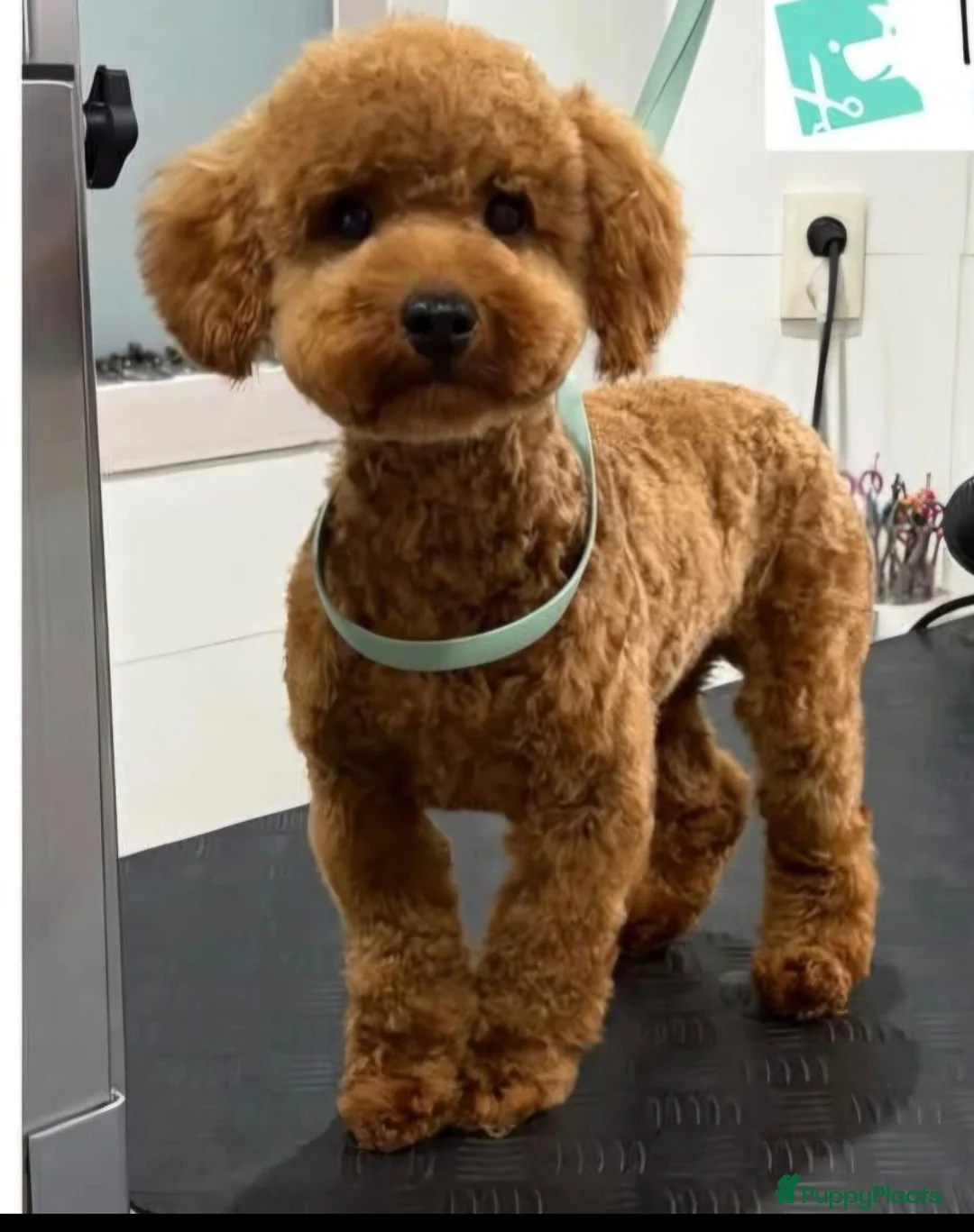 Maltipoo honden te koop: Mooie Maltipoo Pups puppies ( toy poedel ) - Advertentie 40