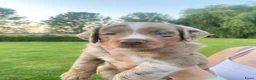 Kruising honden te koop: Prachtige pups Heidewachtel/ Australian Shepperd - Advertentie 17