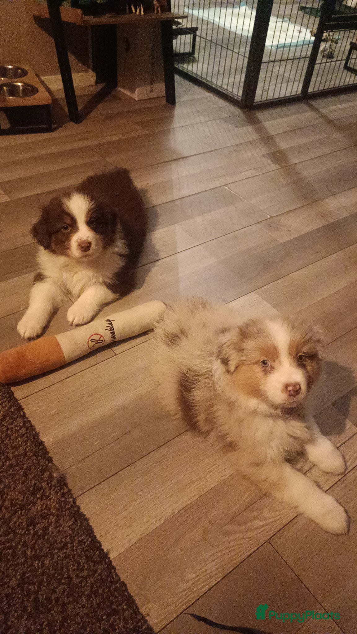 Australian Shepherd honden Lieve Australian Shepherd pups  - Advertentie 2