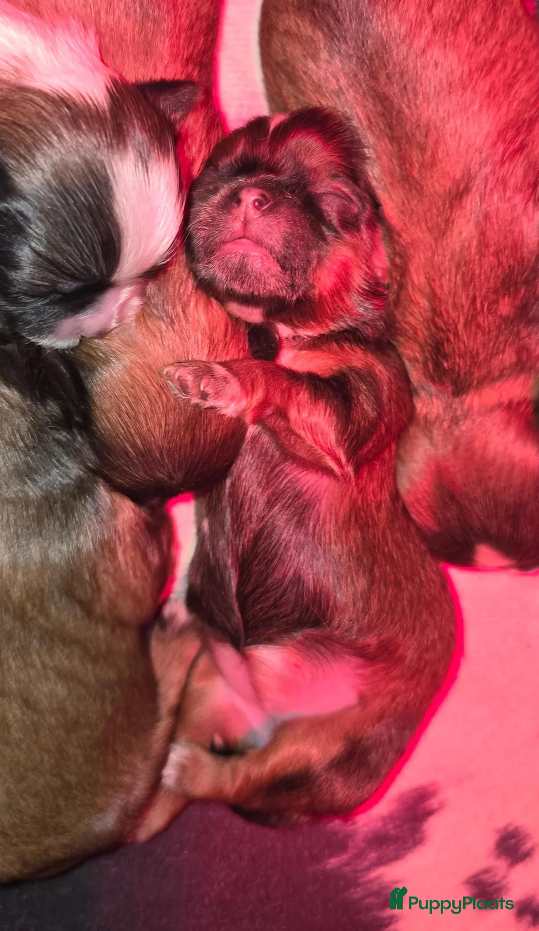 Kruising honden te koop: Boomer pups 14-1 geboren (Shih-Tzu x Boomer) - Advertentie 32