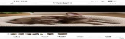 Chihuahua honden te koop: Mooie chihuahua pup  - Advertentie 4