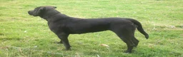 Kruising honden te koop: Pups kruising Dobermann x Rottweiler/Weimaraner in Terwolde - Advertentie 9