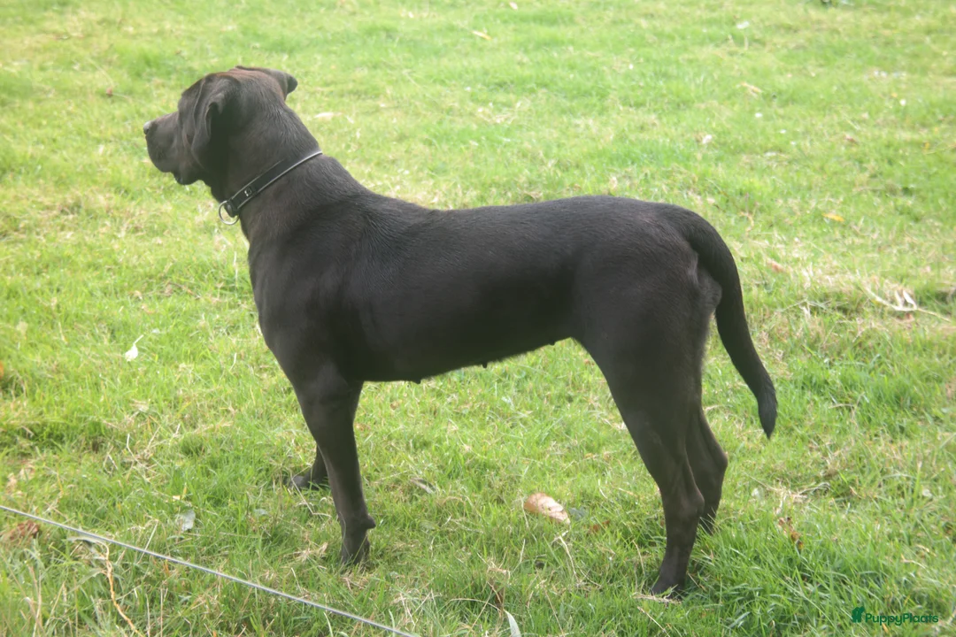 Kruising honden te koop: Pups kruising Dobermann x Rottweiler/Weimaraner in Terwolde - Advertentie 9