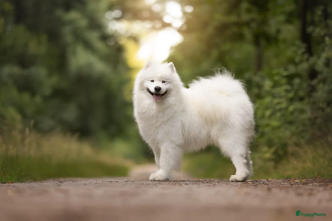 Samojeed honden te koop: Wij verwelkomen rond 8 februari een nestje  - Advertentie 9