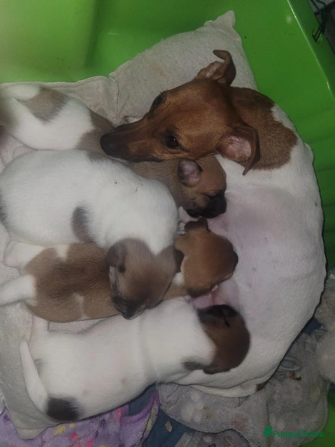 Jack Russel Terriër honden te koop: 4 Jack russel pups te koop in Maastricht - Advertentie 15