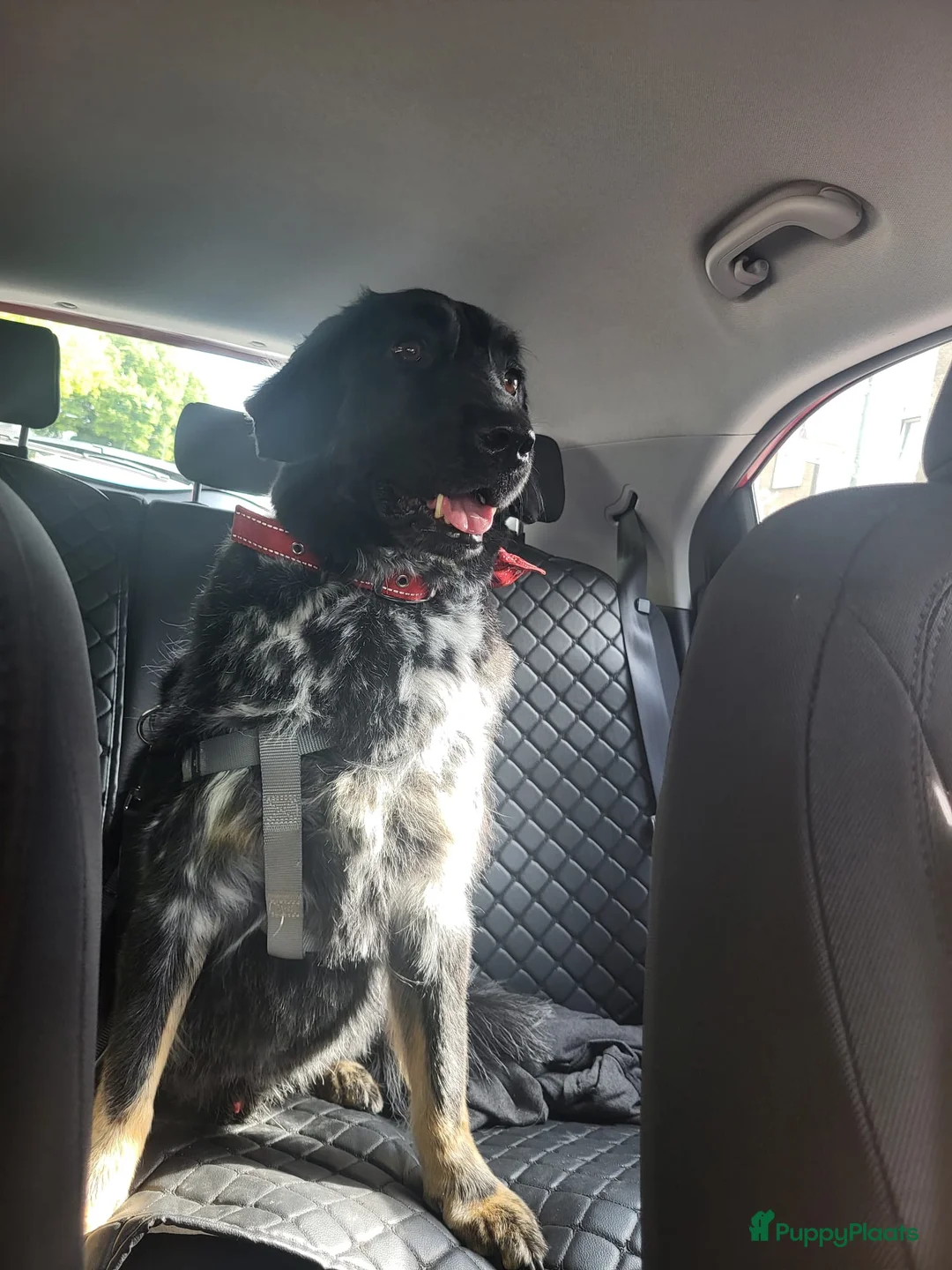 Friese Stabij honden ter adoptie: Gouden mandje gezocht voor onze Jax in Dordrecht - Advertentie 2