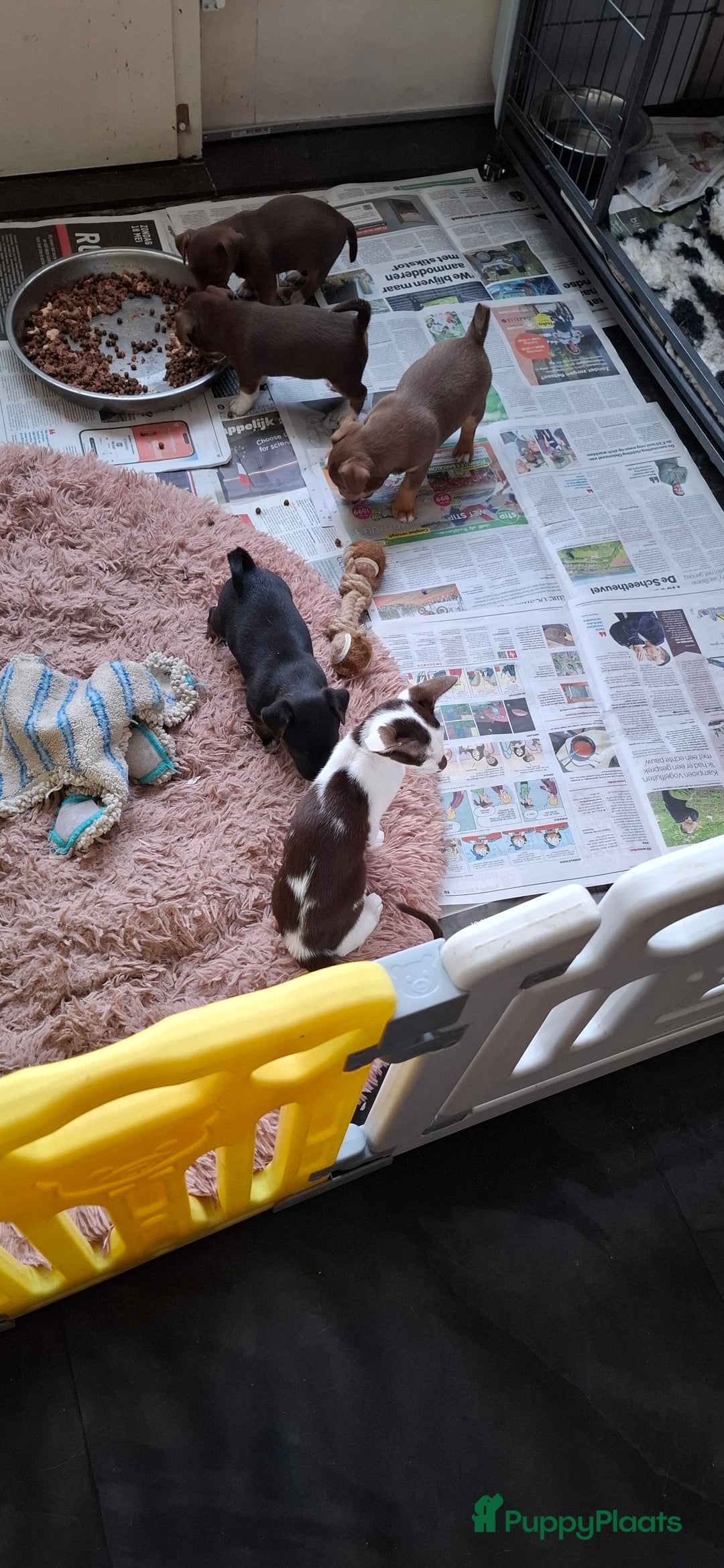 Jack Russel Terriër honden te koop: nog 1 jack russel reutje  in Bentelo - Afbeelding 4