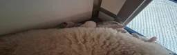 Cockapoo honden te koop: Cockapoo pupjes uit geteste ouders - Advertentie 27