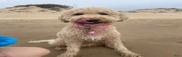 Goldendoodle honden te koop: Goldendoodle Pups verwacht 09/06 - Advertentie 7