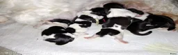 Shih Tzu honden te koop: raszuivere shih tzu het laatste mannetje - Advertentie 4
