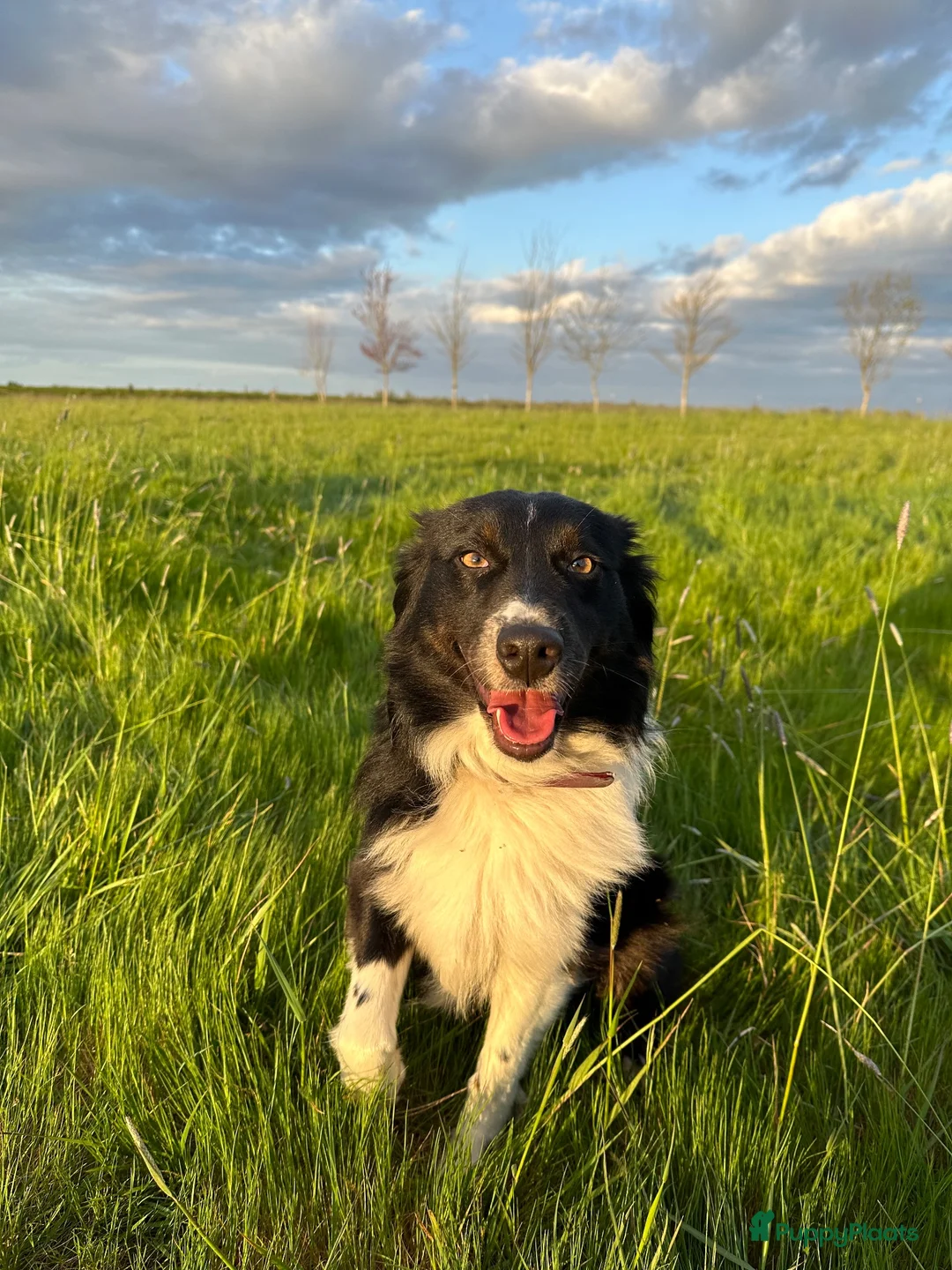 Australian Shepherd honden te koop: Australian Shepherd pups - Advertentie 1