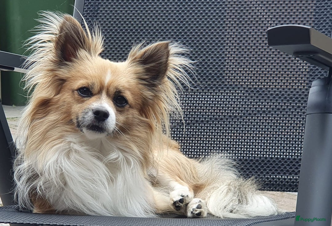 Kruising honden te koop: Kruising Boomer chihuahua !!nog twee beschikbaar!! - Advertentie 22