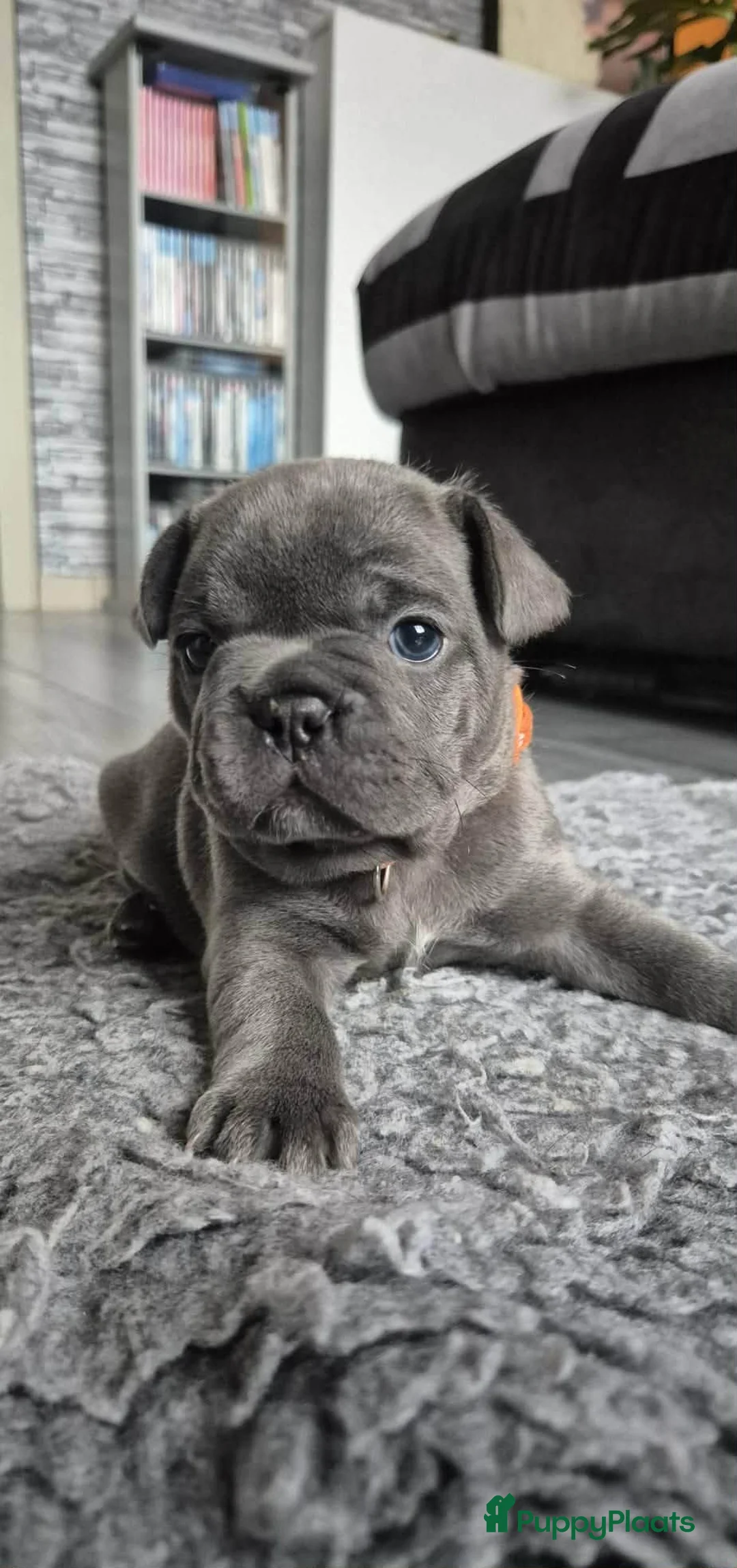 Franse Bulldog honden te koop:  Prachtige Blauwe Bulldog puppy’s thuisnestje - Advertentie 9