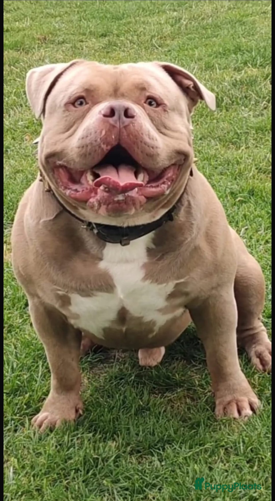 Amerikaanse Bully honden te koop: Aankondiging American Pocket Bully 🐾 - Advertentie 5