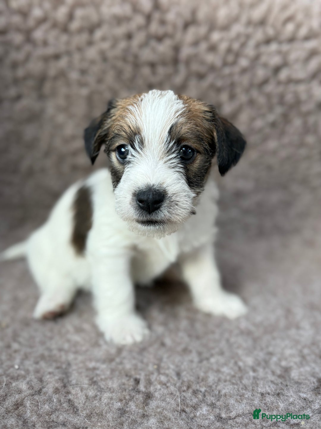 Jack Russel Terriër honden te koop: Ruwharige Jack Russel pups te koop - Advertentie 11