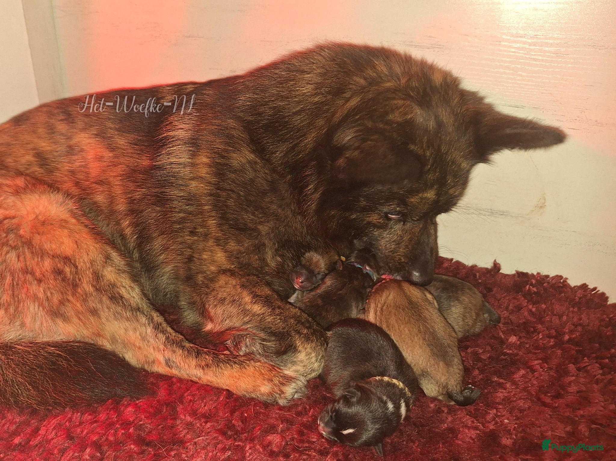 Pomsky honden te koop: Mars 💙 F1b pomsky reutje - Advertentie 11