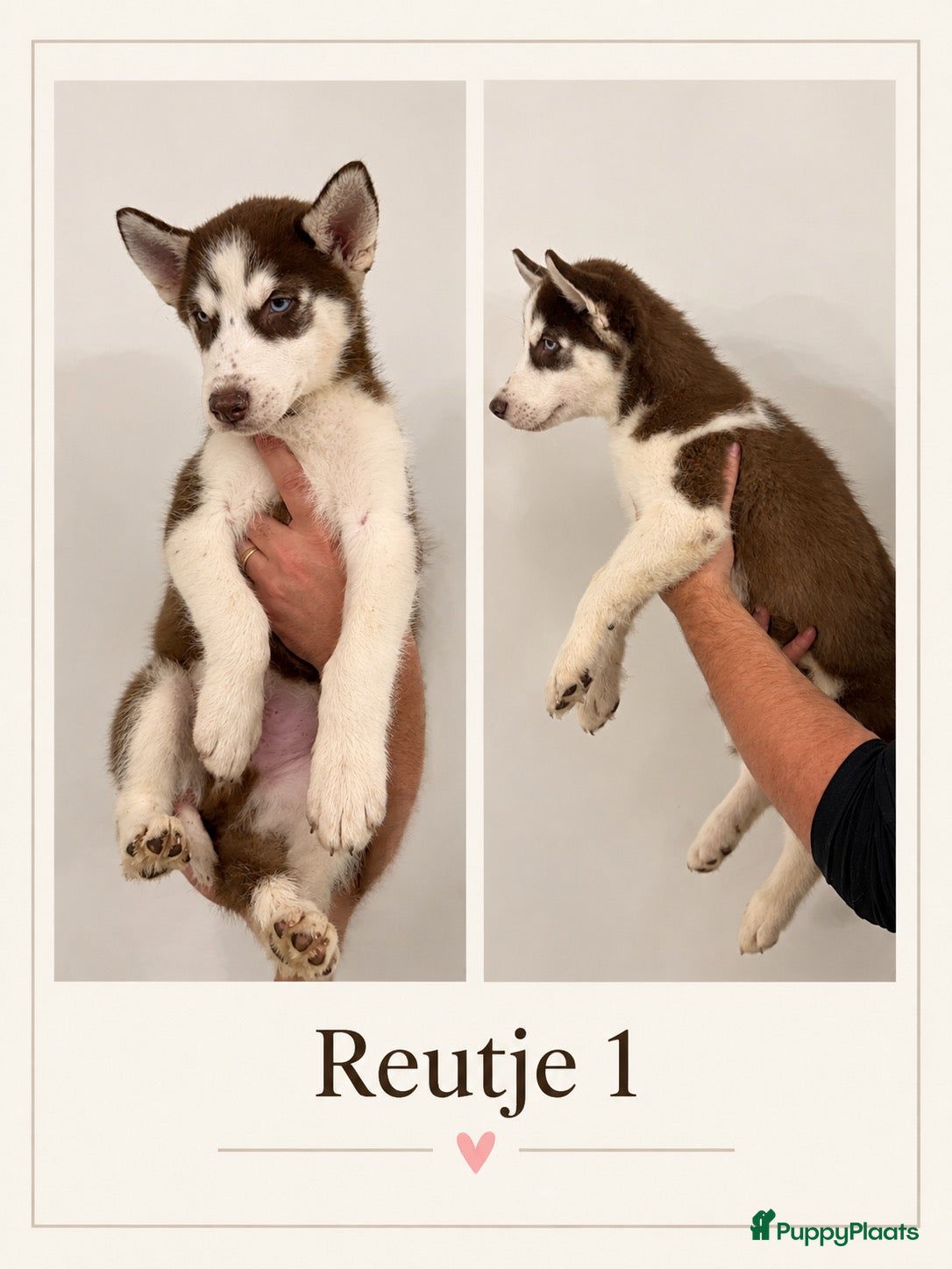 Siberische Husky honden Husky Pups - Advertentie 14