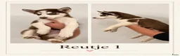 Siberische Husky honden te koop: Husky Pups - Advertentie 1