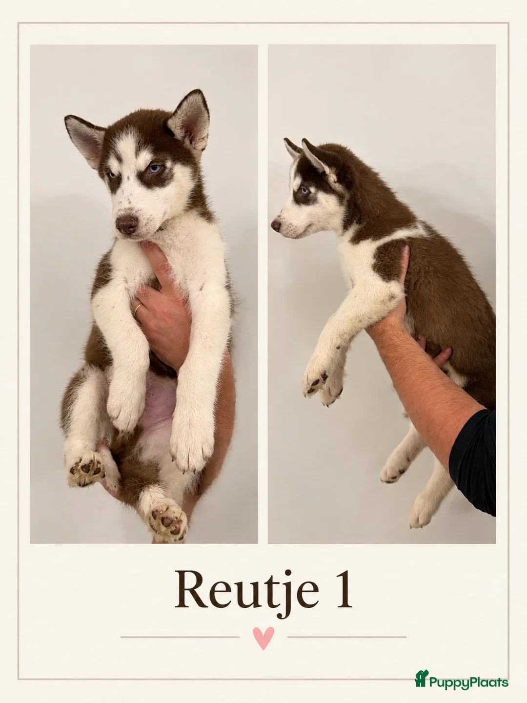 Siberische Husky honden te koop: Husky Pups - Advertentie 1