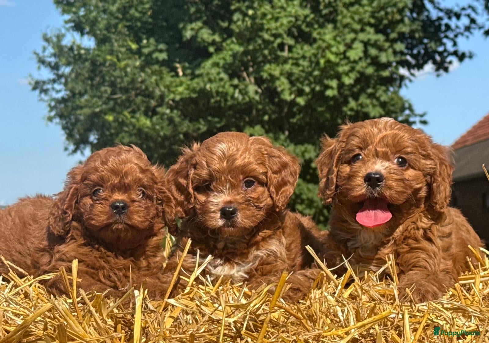 Cavapoo honden te koop: Cavapoo pups getest hypoallergeen mini doodle - Advertentie 1